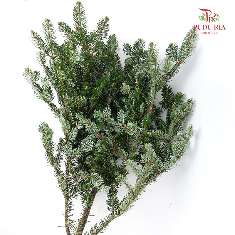 Nobilis Fir - Pudu Ria Florist Southern