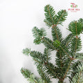 Nobilis Fir - Pudu Ria Florist Southern