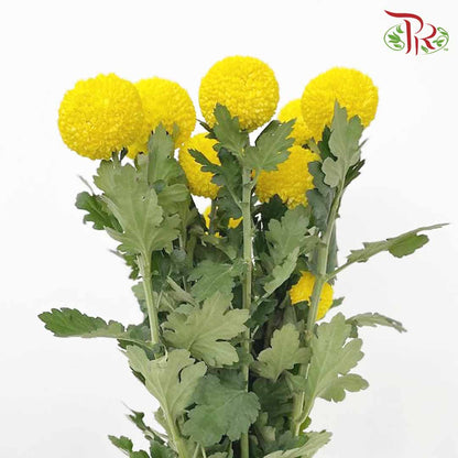 Chrysanthemum Ping Pong Yellow (10-12 Stems) - Pudu Ria Florist Southern