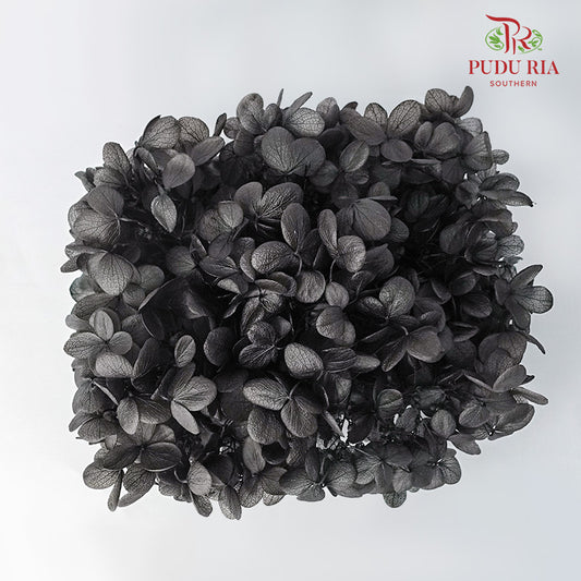 Preservative Hydrangea - Black - Pudu Ria Florist Southern