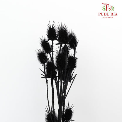 Dry Eryngium Black - Pudu Ria Florist Southern