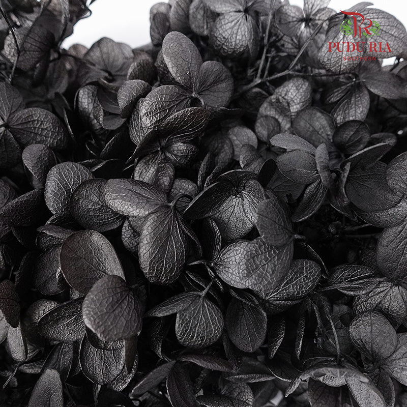 Preservative Hydrangea - Black - Pudu Ria Florist Southern