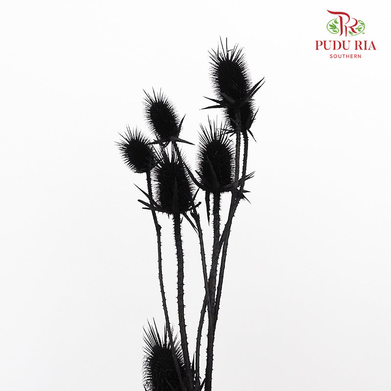 Dry Eryngium Black - Pudu Ria Florist Southern