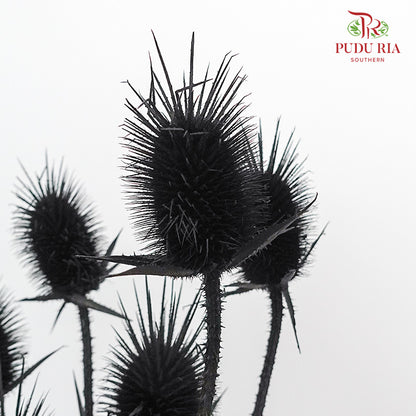 Dry Eryngium Black - Pudu Ria Florist Southern