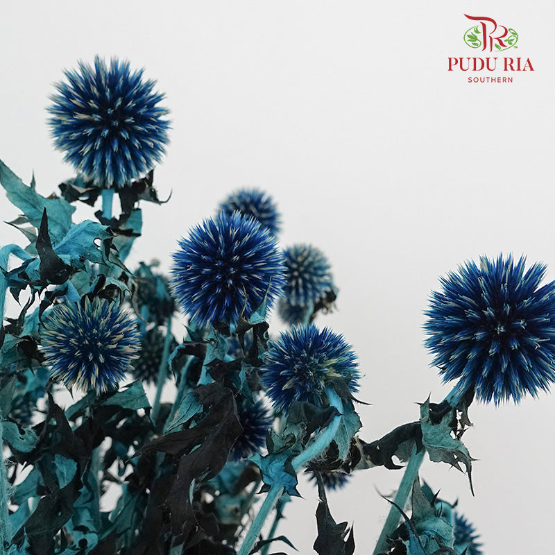 Dry Echinops - Blue - Pudu Ria Florist Southern