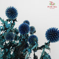Dry Echinops - Blue - Pudu Ria Florist Southern
