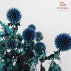 Dry Echinops - Blue - Pudu Ria Florist Southern