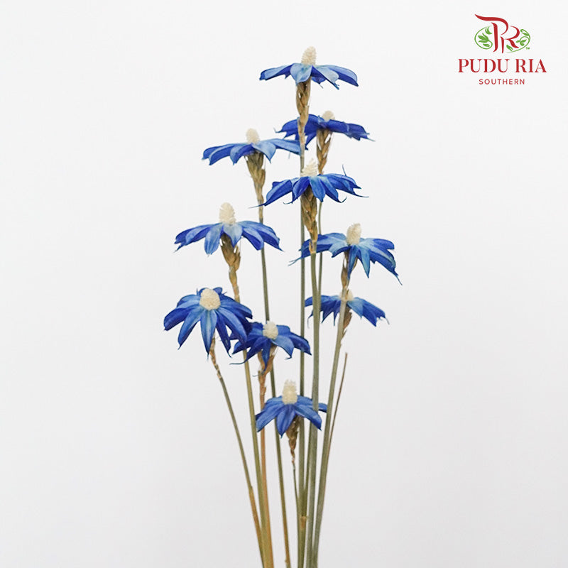 Dry Sapphire Blue - Pudu Ria Florist Southern