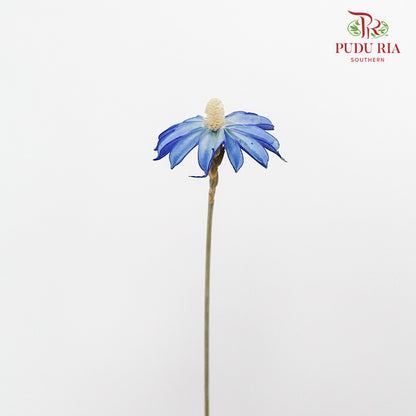 Dry Sapphire Blue - Pudu Ria Florist Southern