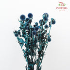 Dry Echinops - Blue - Pudu Ria Florist Southern