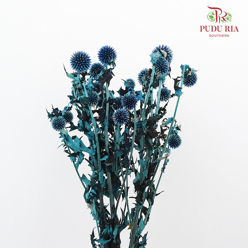Dry Echinops - Blue - Pudu Ria Florist Southern
