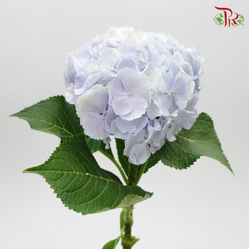 Hydrangea Blue Cotton Candy / Per Stem - Pudu Ria Florist Southern