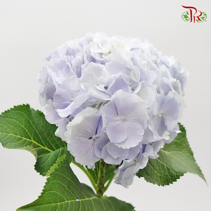 Hydrangea Blue Cotton Candy / Per Stem - Pudu Ria Florist Southern