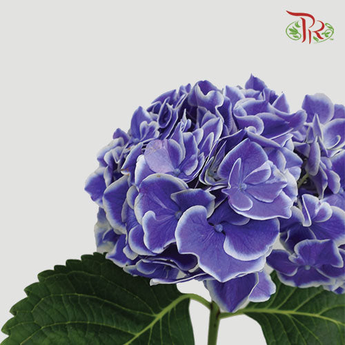 Hydrangea Blue Tone / Per Stem - Pudu Ria Florist Southern