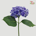 Hydrangea Blue Tone / Per Stem - Pudu Ria Florist Southern