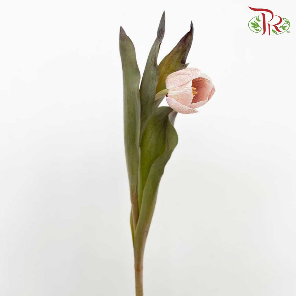Tulip Dyed Colour - Pudu Ria Florist Southern