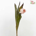 Tulip Dyed Colour - Pudu Ria Florist Southern