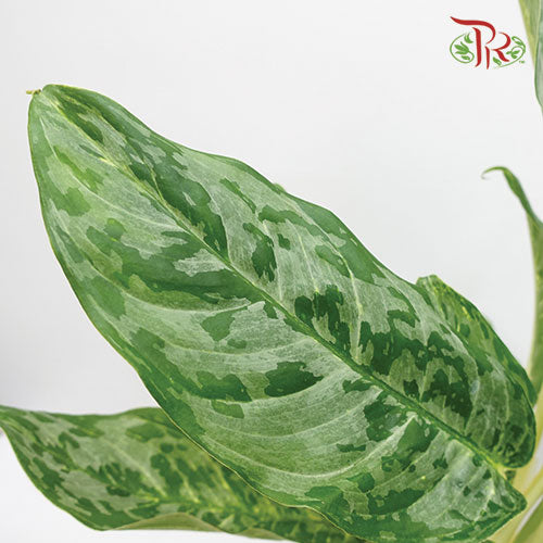 Aglaonema Peacock - Pudu Ria Florist Southern