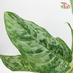 Aglaonema Peacock - Pudu Ria Florist Southern