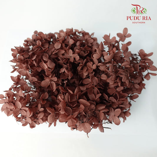 Preservative Hydrangea - Brown - Pudu Ria Florist Southern