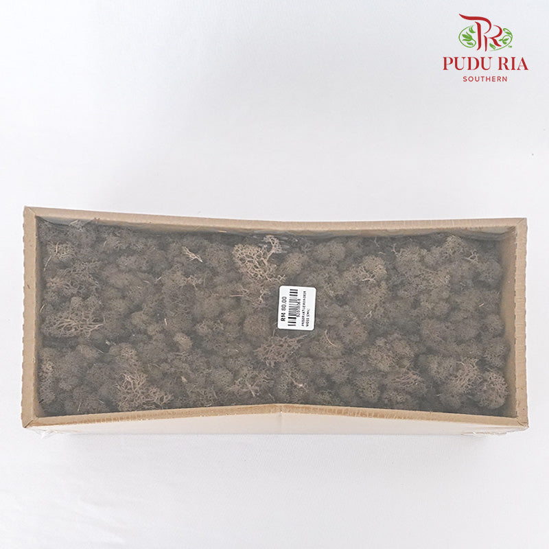 Preservative Reindeer Moss - Brown - Pudu Ria Florist Southern