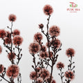 Dry Stirlingia - Brown - Pudu Ria Florist Southern