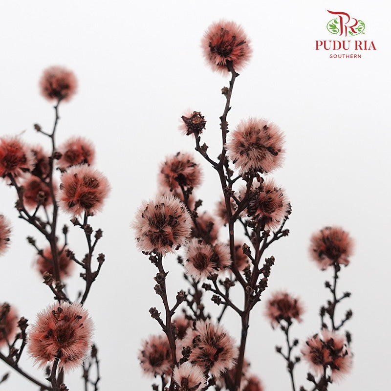 Dry Stirlingia - Brown - Pudu Ria Florist Southern