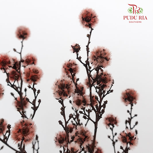 Dry Stirlingia - Brown - Pudu Ria Florist Southern