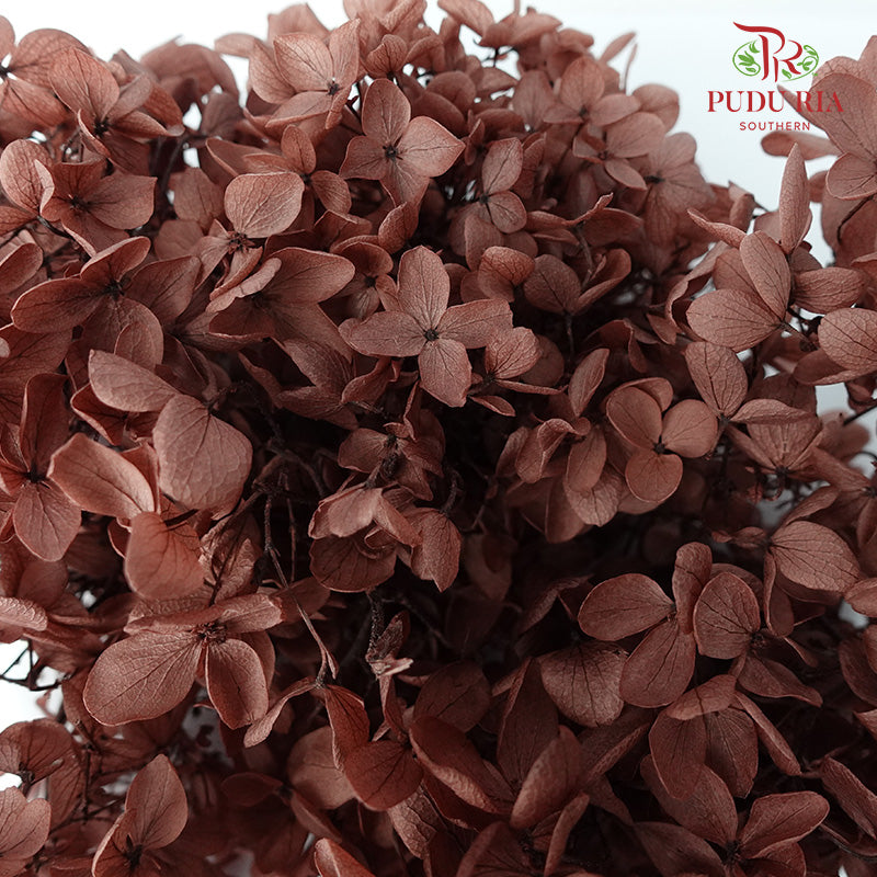 Preservative Hydrangea - Brown - Pudu Ria Florist Southern