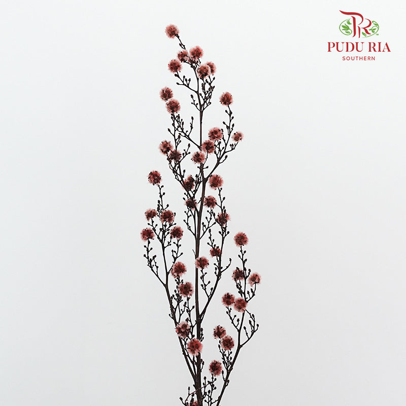 Dry Stirlingia - Brown - Pudu Ria Florist Southern