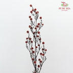 Dry Stirlingia - Brown - Pudu Ria Florist Southern