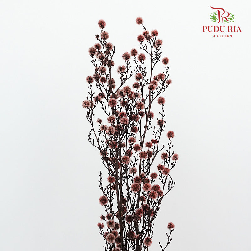 Dry Stirlingia - Brown - Pudu Ria Florist Southern