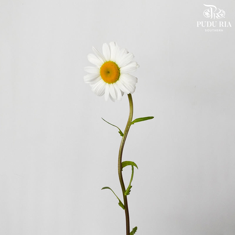 Leucanthemum White (5 stems) - Pudu Ria Florist Southern