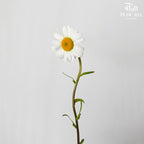 Leucanthemum White (5 stems) - Pudu Ria Florist Southern