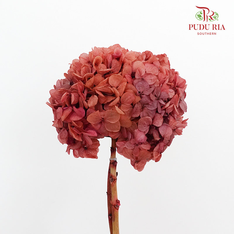 Preservative Hydrangea - Burnt Sienna / Per Stem - Pudu Ria Florist Southern
