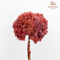 Preservative Hydrangea - Burnt Sienna / Per Stem - Pudu Ria Florist Southern
