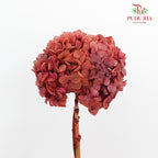 Preservative Hydrangea - Burnt Sienna / Per Stem - Pudu Ria Florist Southern