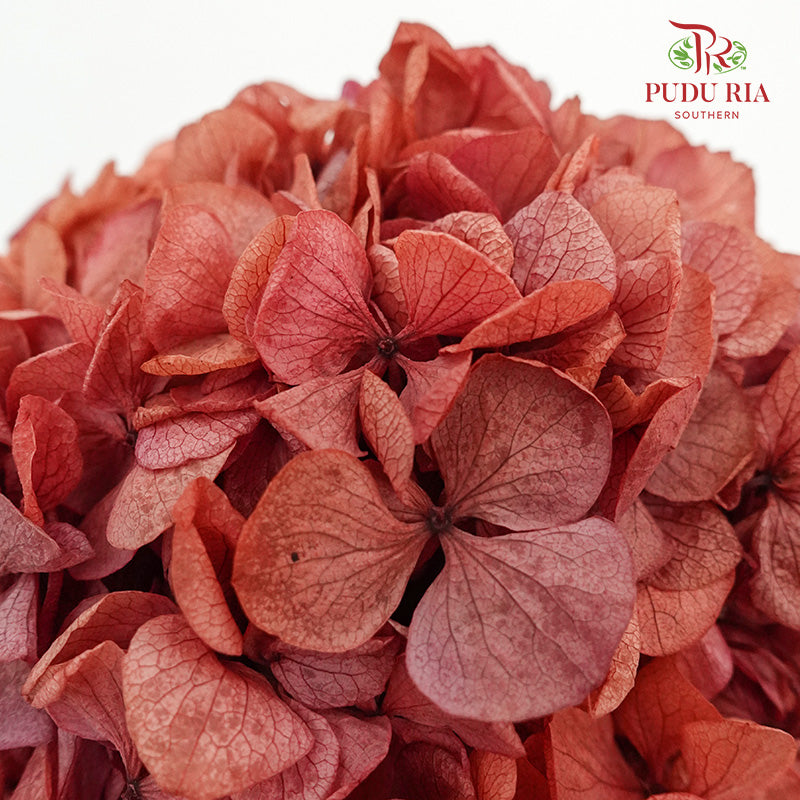 Preservative Hydrangea - Burnt Sienna / Per Stem - Pudu Ria Florist Southern