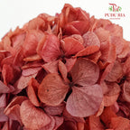 Preservative Hydrangea - Burnt Sienna / Per Stem - Pudu Ria Florist Southern