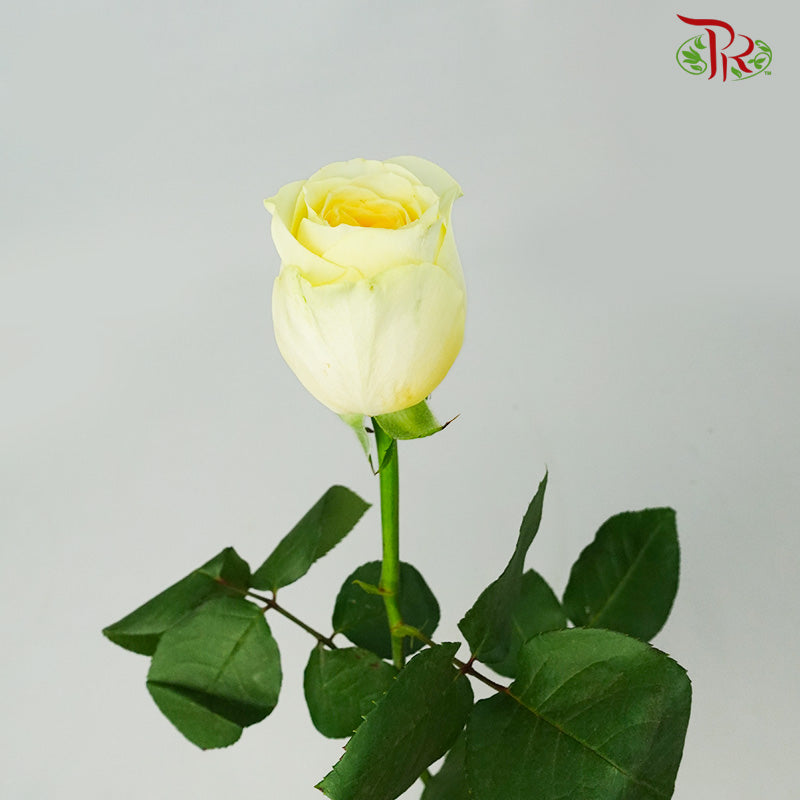 Rose Buttercup (8-10 Stems) - Pudu Ria Florist Southern