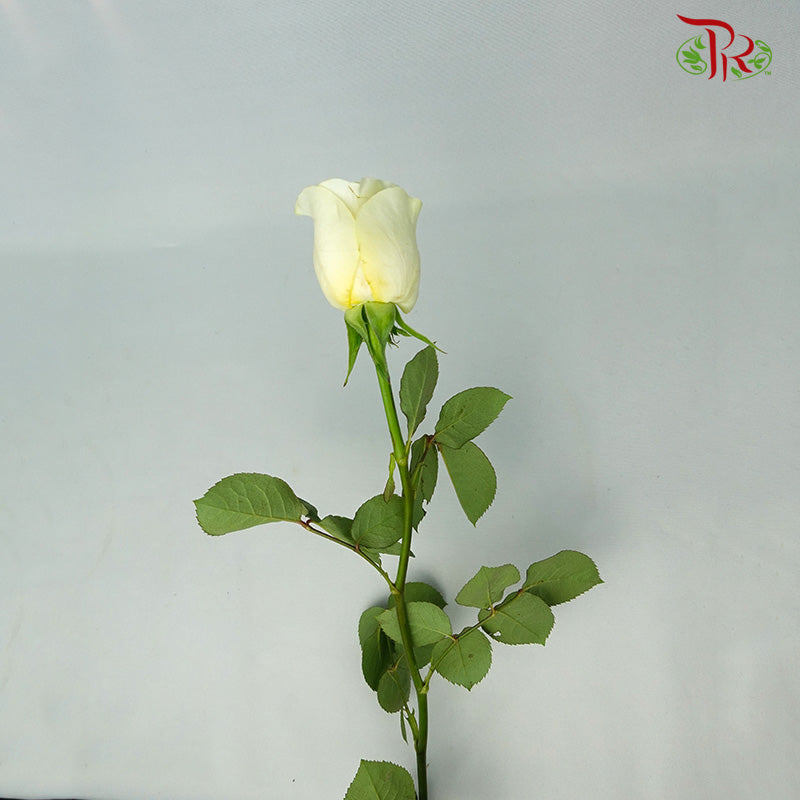 Rose Buttercup (8-10 Stems) - Pudu Ria Florist Southern