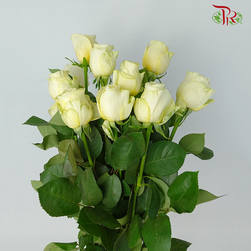 Rose Buttercup (8-10 Stems) - Pudu Ria Florist Southern