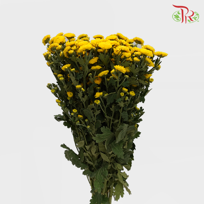 Chrysanthemum Pompom Button Yellow (10-12 Stems) - Pudu Ria Florist Southern
