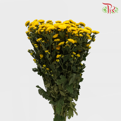 Chrysanthemum Pompom Button Yellow (10-12 Stems) - Pudu Ria Florist Southern