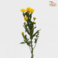 Chrysanthemum Pompom Button Yellow (10-12 Stems)