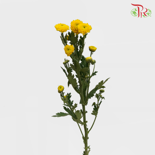 Chrysanthemum Pompom Button Yellow (10-12 Stems) - Pudu Ria Florist Southern