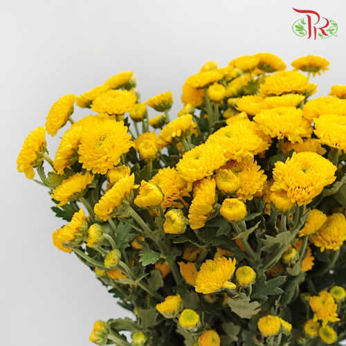 Chrysanthemum Pompom Button Yellow (10-12 Stems) - Pudu Ria Florist Southern