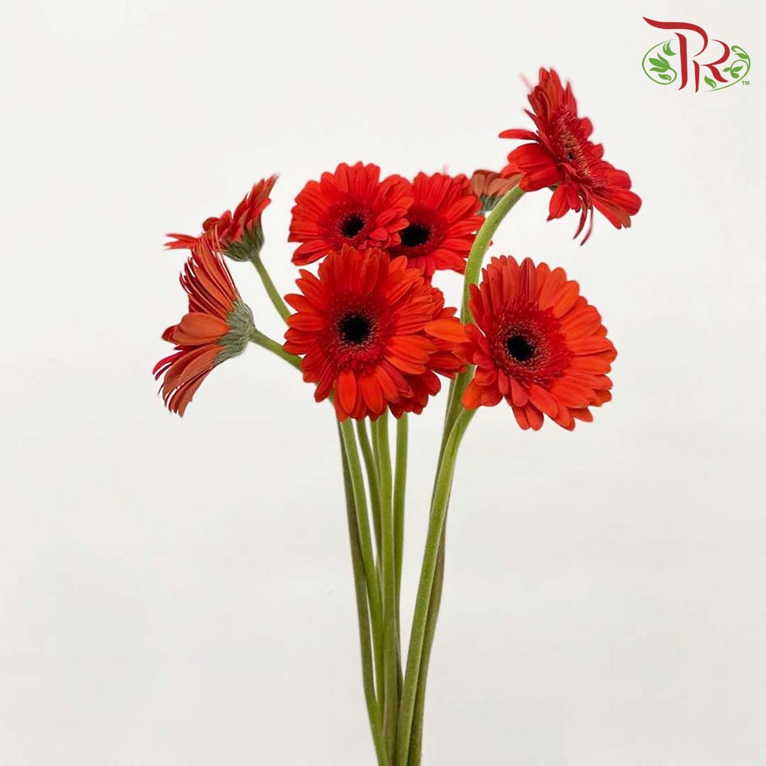 Gerbera Red (8-10 Stems) - Pudu Ria Florist Southern