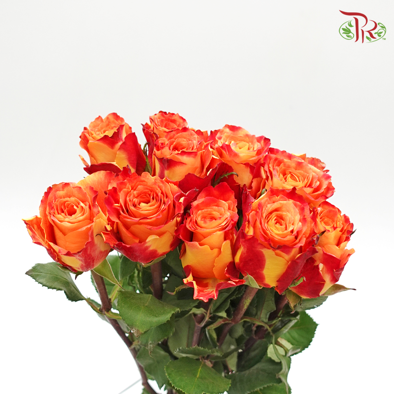 Rose Fire (8-10 Stems) - Pudu Ria Florist Southern