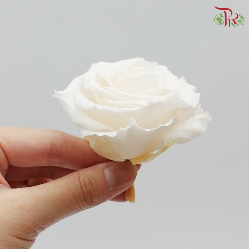 Preservative Full Bloom Rose (6 Blooms) - Cream - Pudu Ria Florist Southern